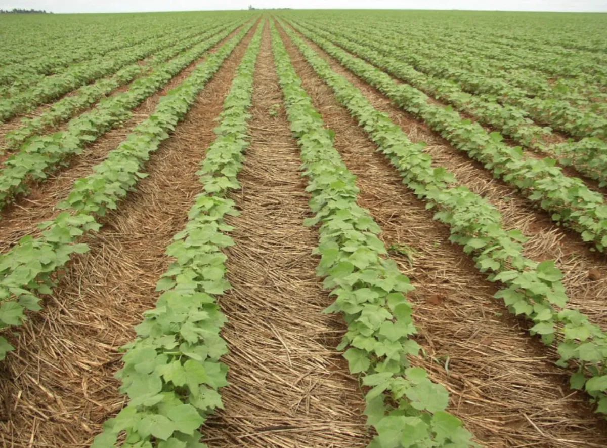 Plantas de cobertura reduzem gases de efeito estufa