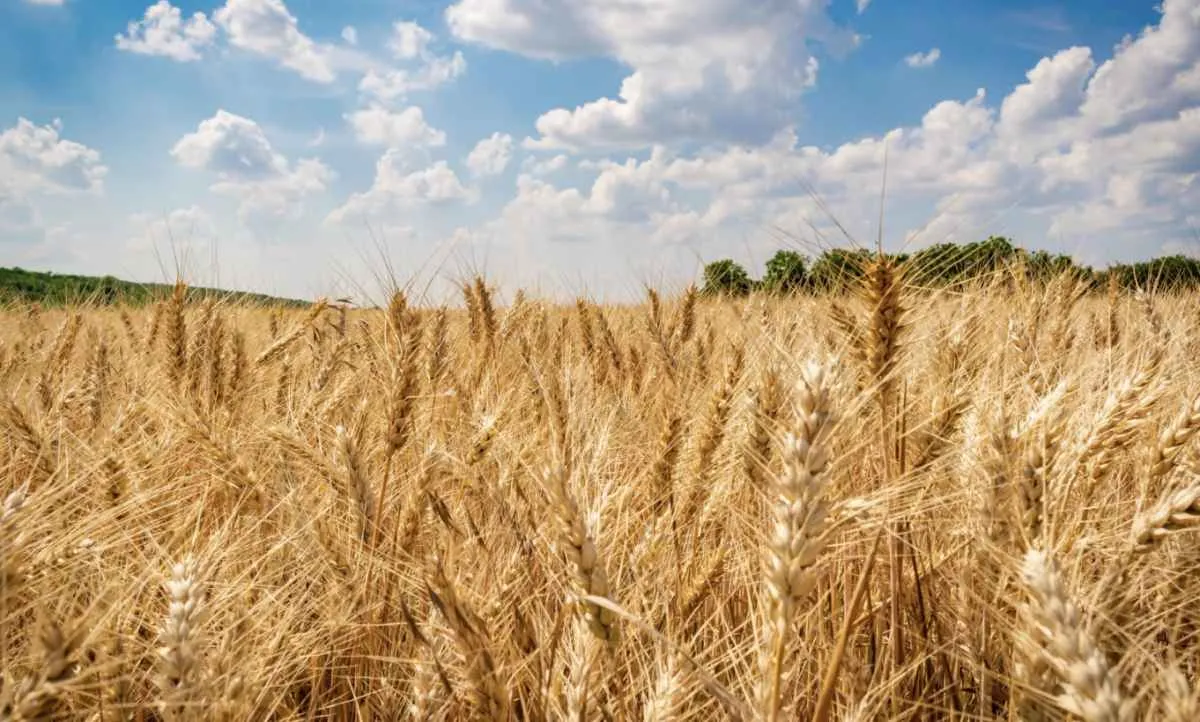 Clima seco acelera trigo irrigado e maturação do feijão no Cerrado