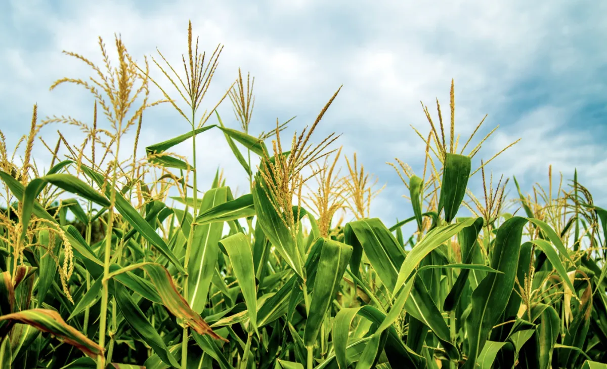 Fertilizantes sobem 43% e pressionam margem do milho safrinha