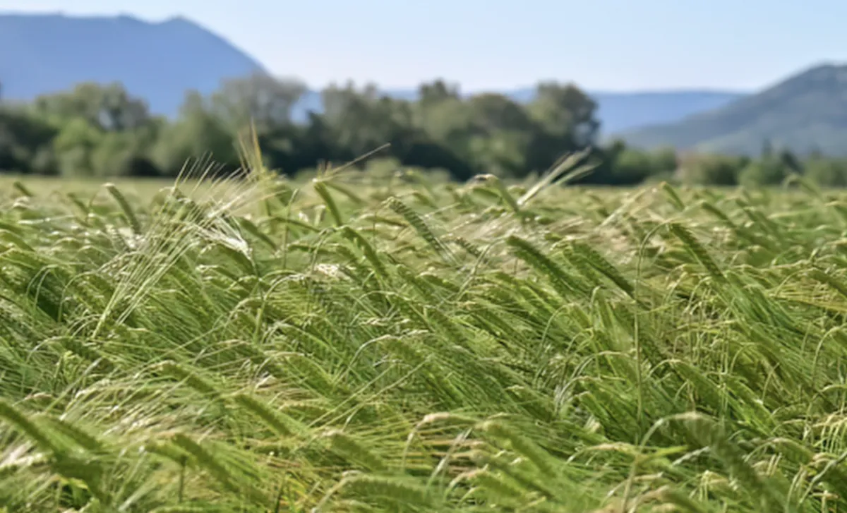Paraná conclui plantio do trigo com lavouras em condição excelente