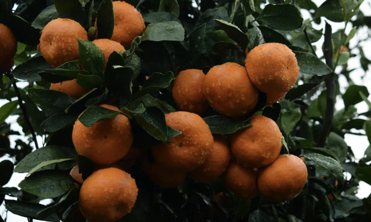 Chuvas e ventos no cinturão citrícola ameaçam colheita de laranja