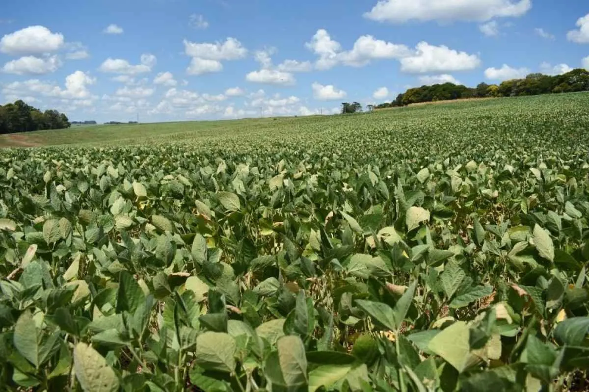 Como o ENOS impacta a produtividade agrícola no RS?