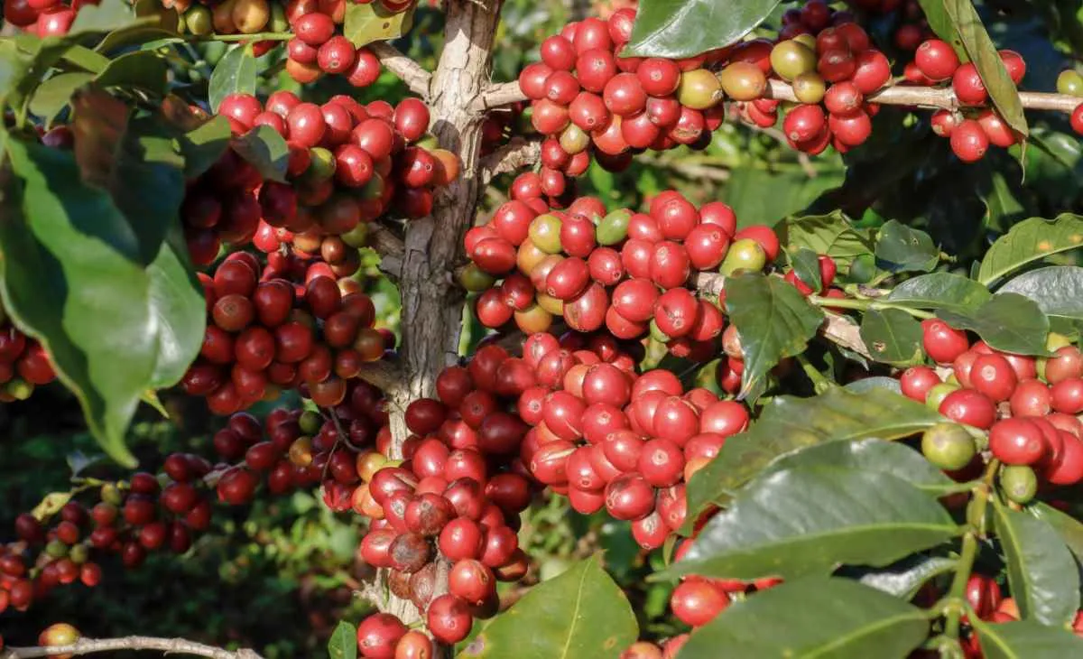 Chuvas atípicas travam colheita e mexem com preço do café