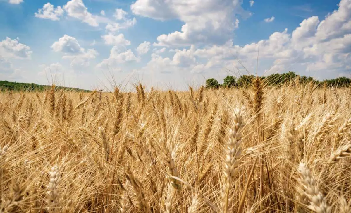 Paraná reduz área de trigo em 35% mas segura produção no inverno