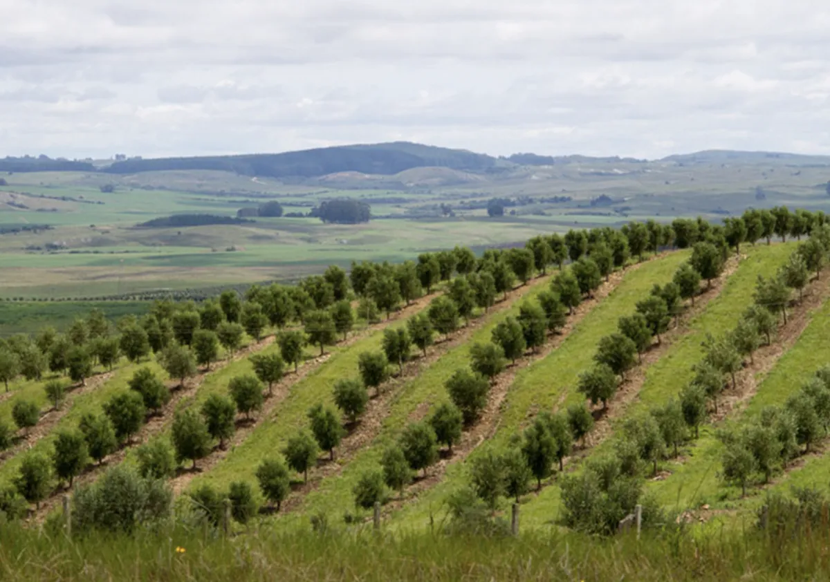Embrapa indica ações para conter impactos do El Niño no Sul do Brasil