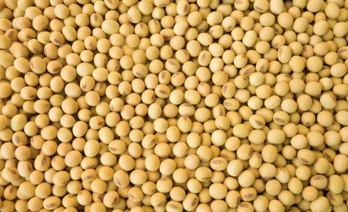 Soja ensaia reação em Chicago após perdas, mas produtor segura vendas