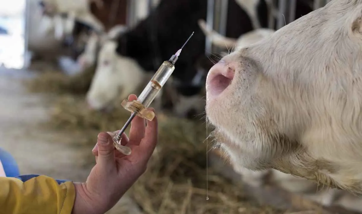 SP quadruplica produção de insumos para exames animais