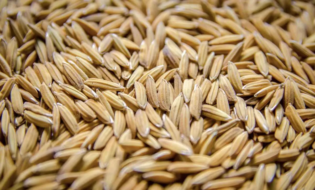 Cepea cria nova categoria de preço para o arroz mais vendido no RS