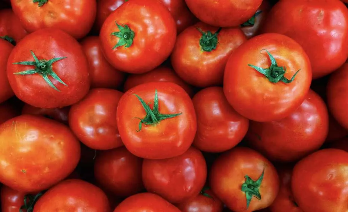 Preço do tomate oscila nas principais praças do país