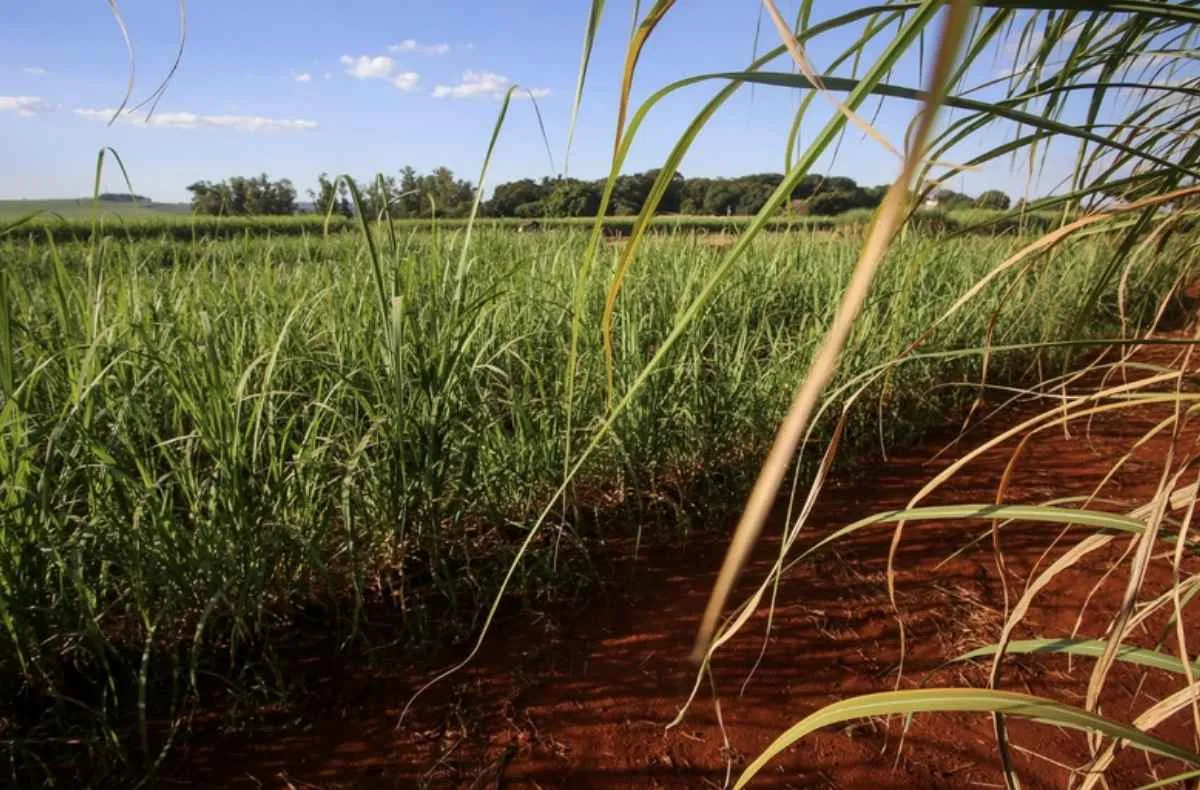 Rio Preto lidera Valor da Produção Agropecuária de SP