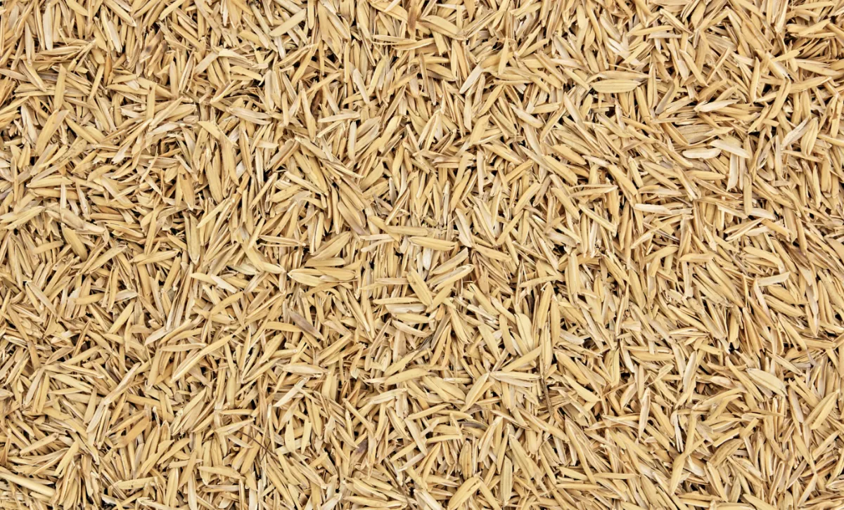 Oferta restrita e chuvas no RS inflam cotações do arroz em casca