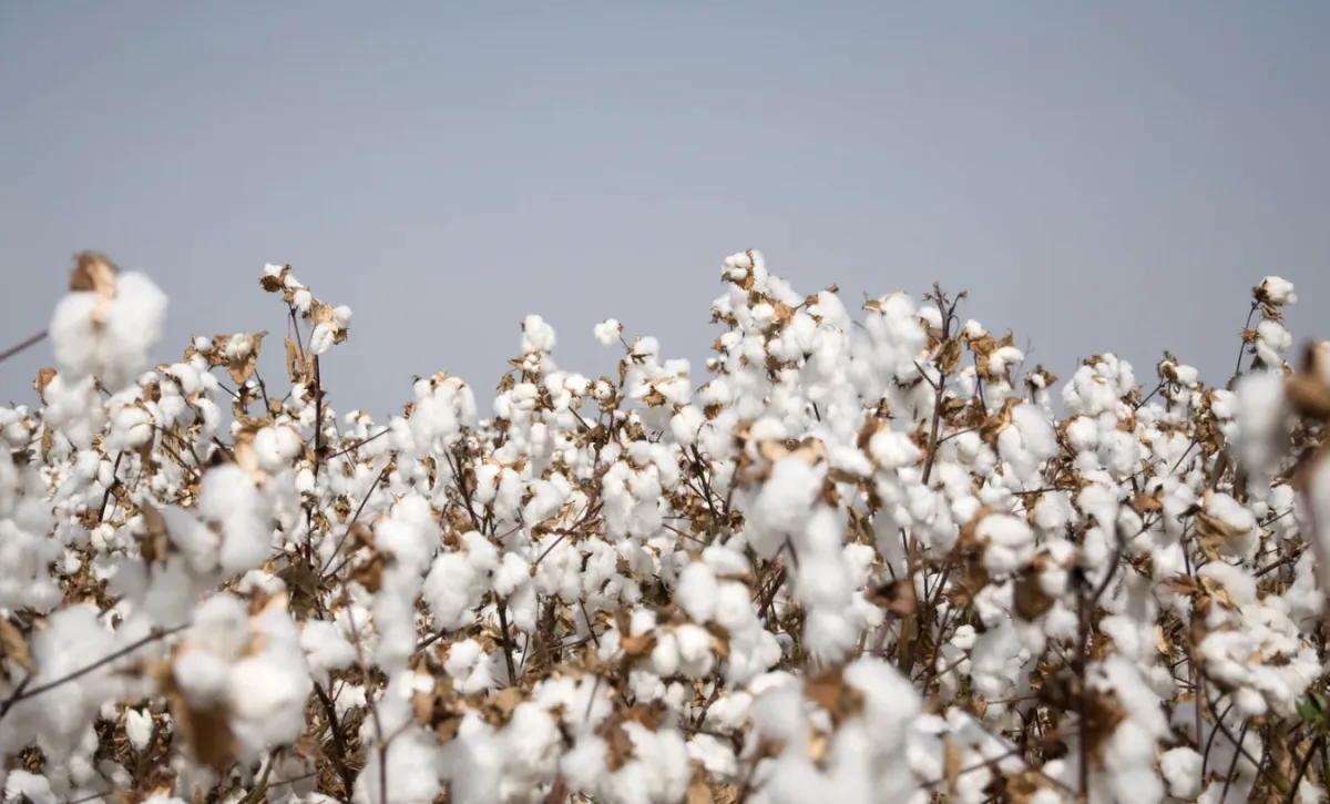 Vendedores de algodão sustentam preços mesmo com mercado frio