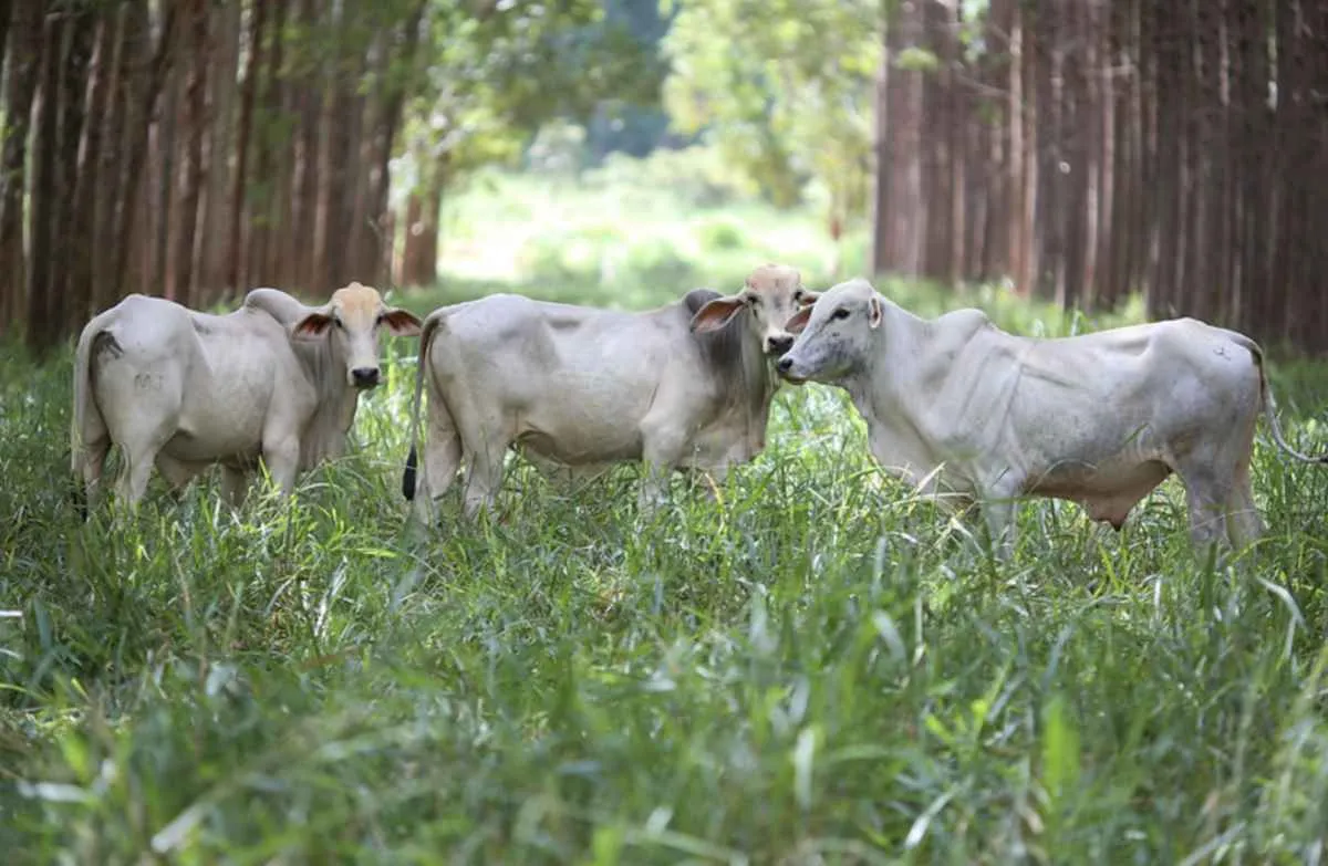 Mercado de carbono regulado abre oportunidades para o agronegócio