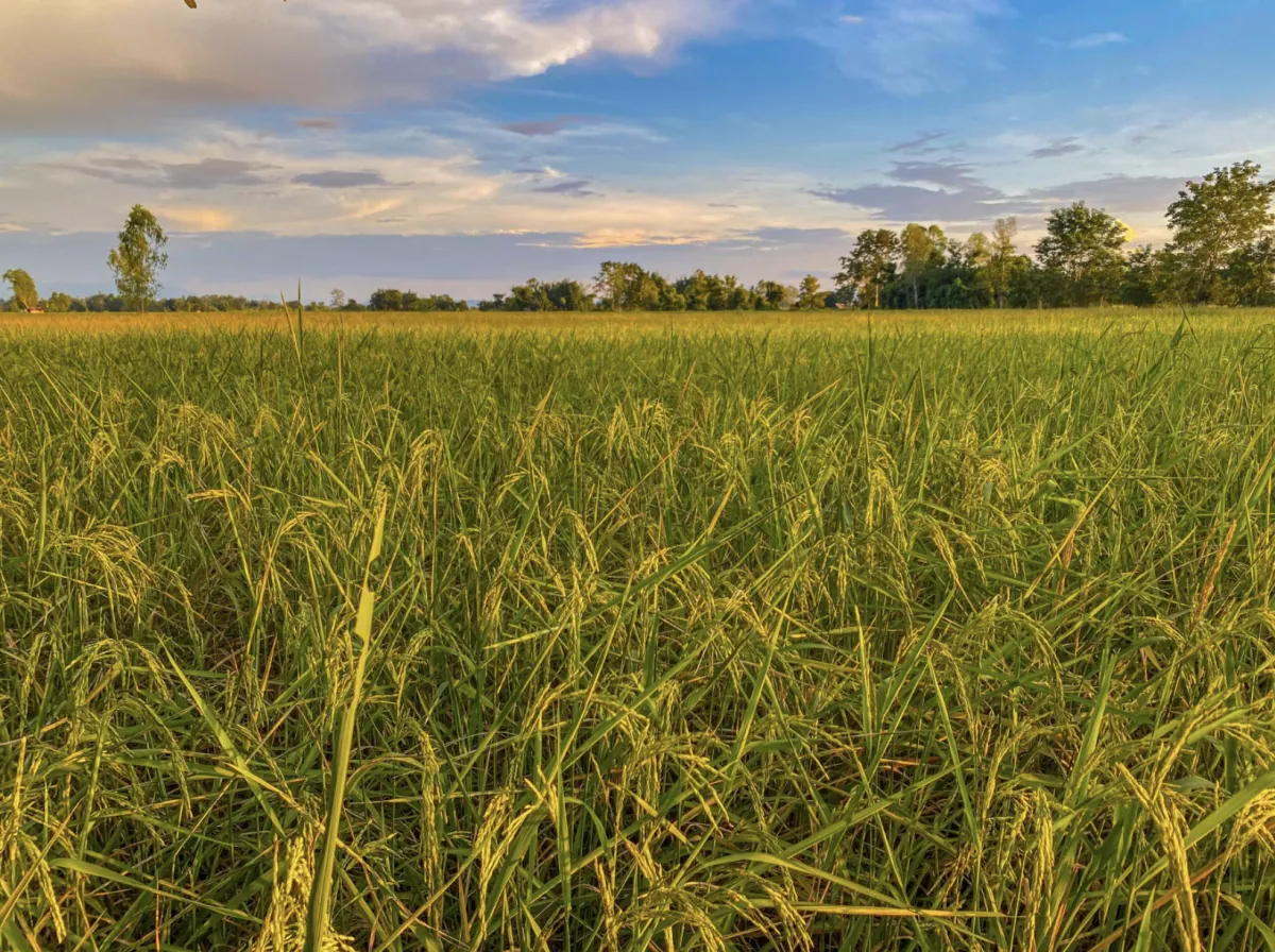 Clima extremo exige alerta contra a brusone no arroz