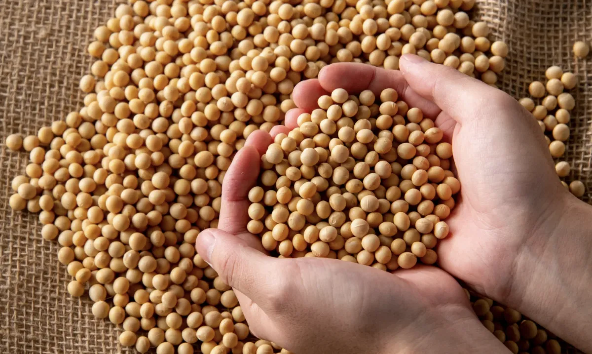 Perdas no Crop Tour e demanda chinesa sustentam soja acima de US$ 12