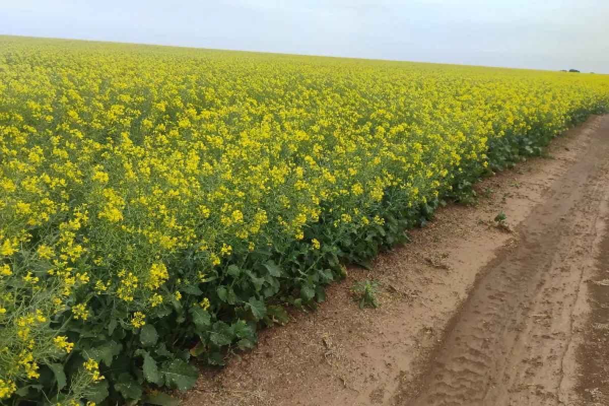 Excesso de chuva no RS desafia manejo de canola e trigo