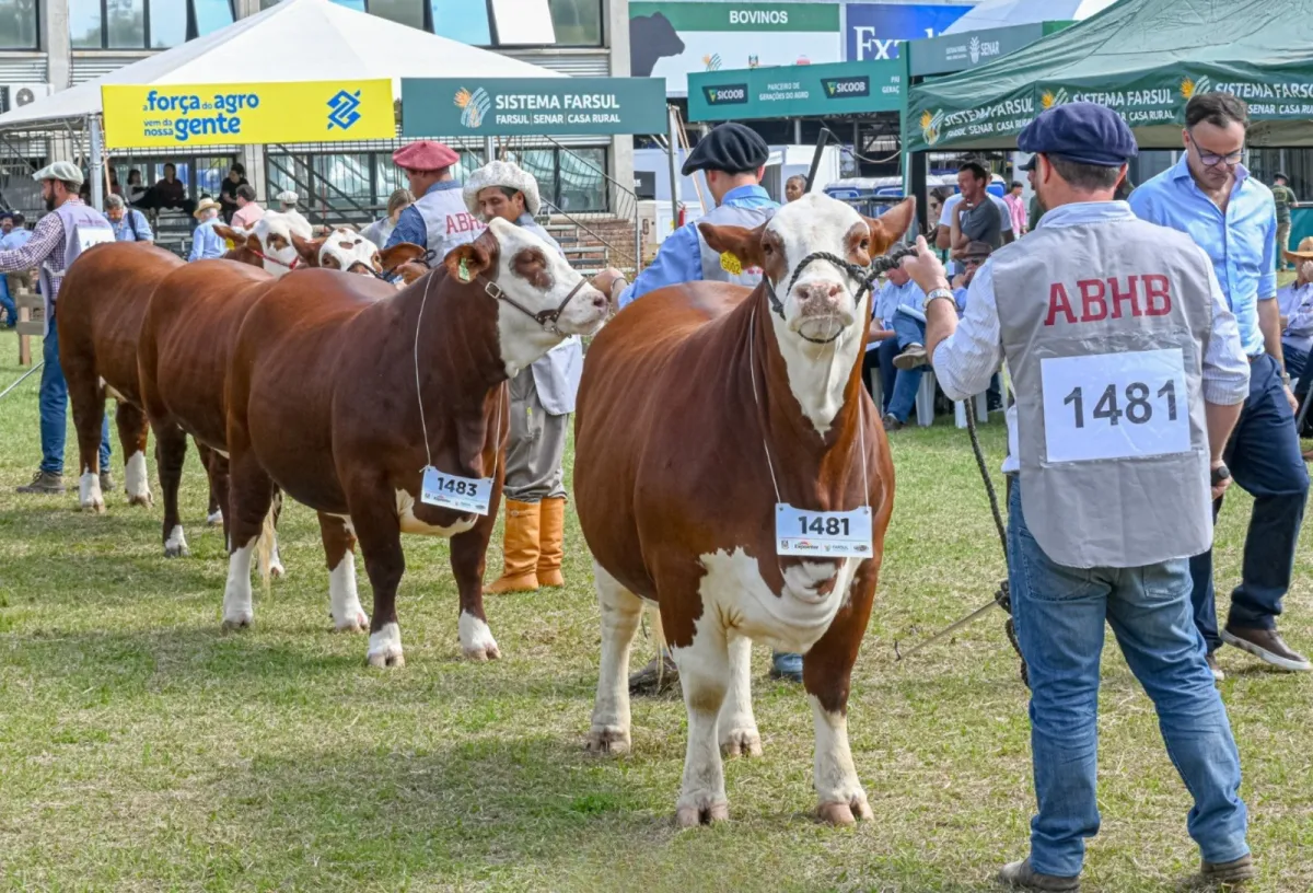 Inscrições de Hereford e Braford crescem 11% e somam 452 animais na Expointer