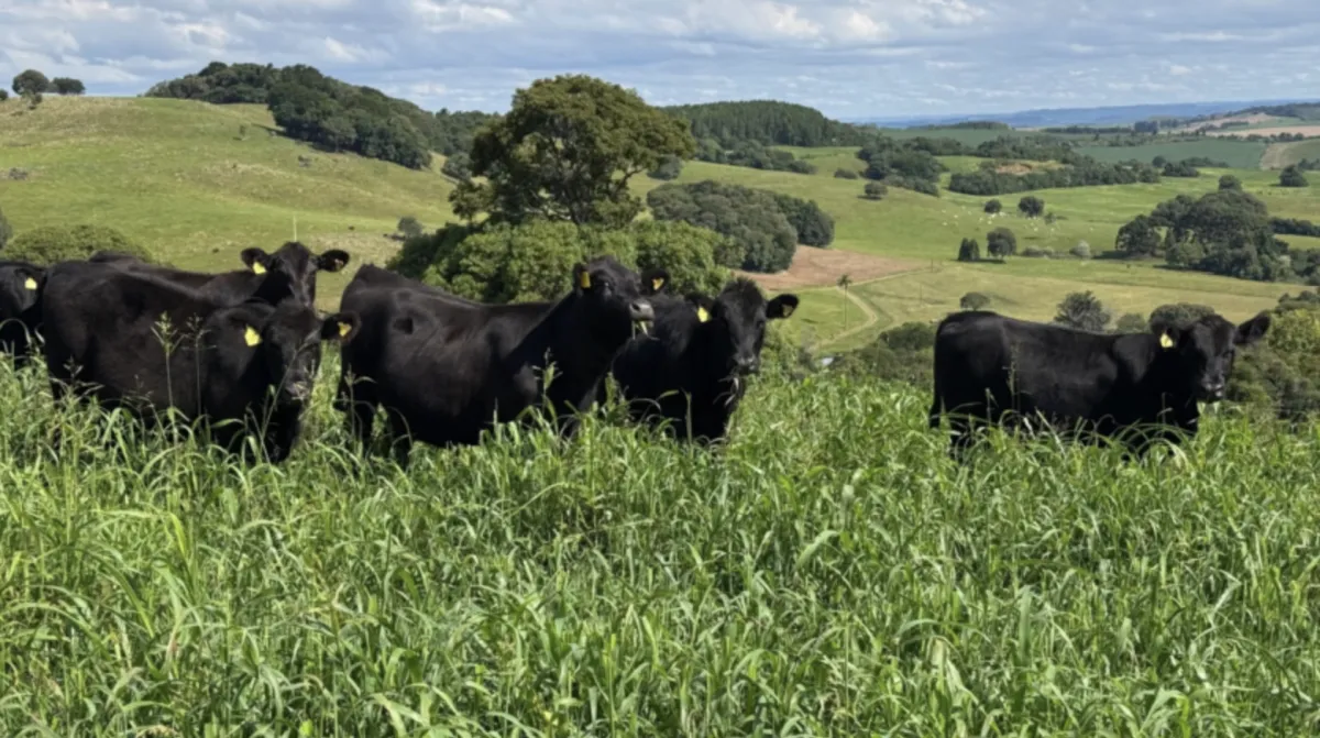 Terneiros sobem 19% em Santa Catarina no primeiro semestre de 2026