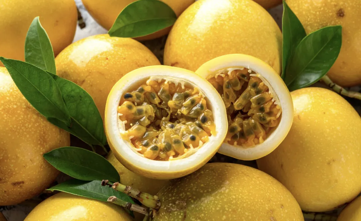 Cultivares IAC de maracujá para indústria avançam no país