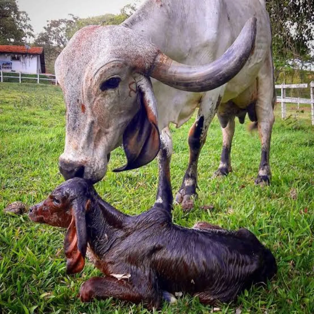 Goiás lidera plano de ação contra brucelose e tuberculose bovina