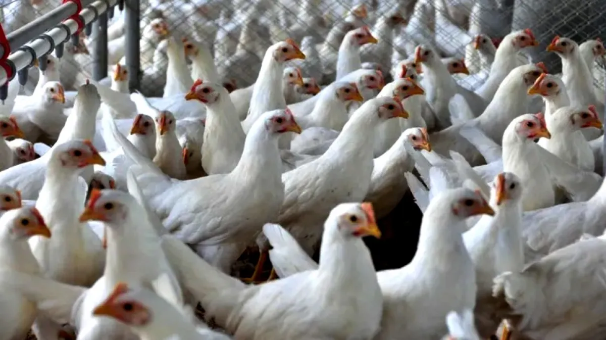 Avicultura fatura US$ 5,7 bi com recorde em exportação e sanidade