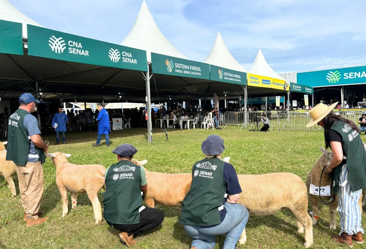 Expointer 2026 terá 14 raças de ovinos e oficina para novos jurados