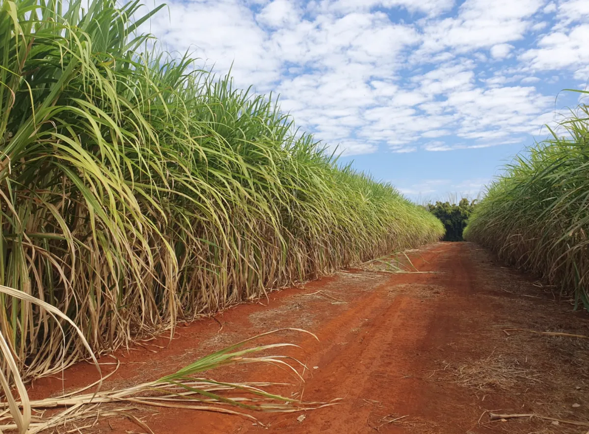 Estudo da Embrapa aprimora estimativa de carbono na cana-de-açúcar
