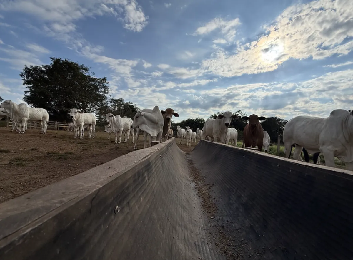 Confinamento em MT cresce 43% e deve atingir 1,33 mi de cabeças