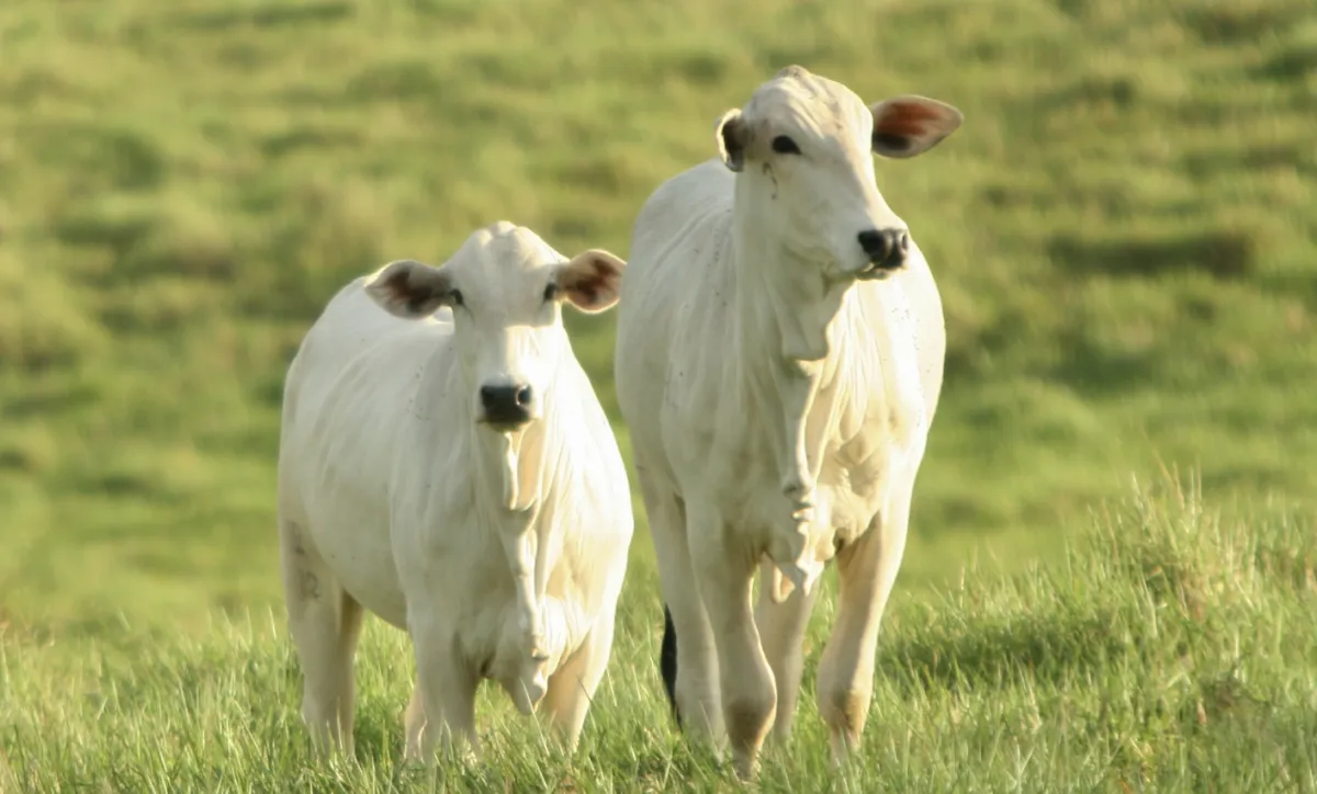 Carne bovina tem 3º melhor julho da história e arroba segue em alta