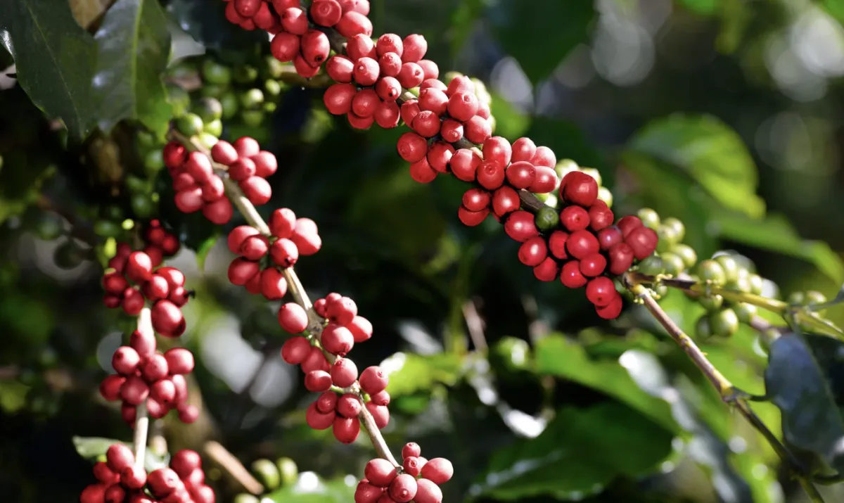 Preço do café sobe em julho mesmo com avanço da colheita no Brasil