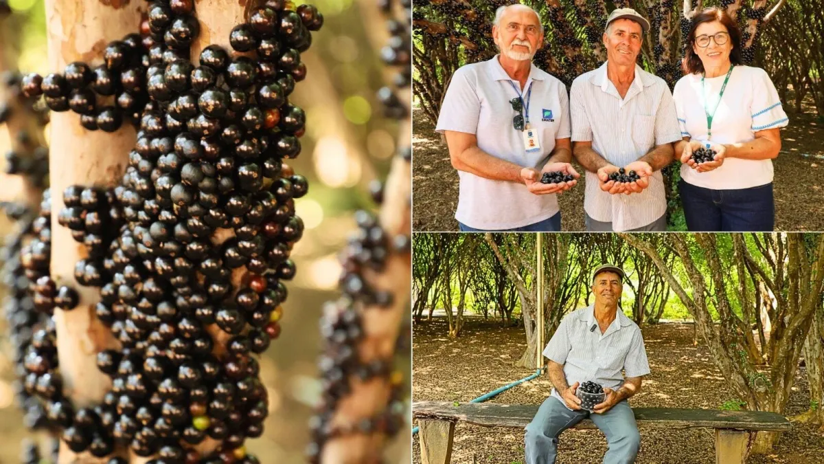 Com apoio da Emater Goiás, Hidrolândia inicia colheita da jabuticaba