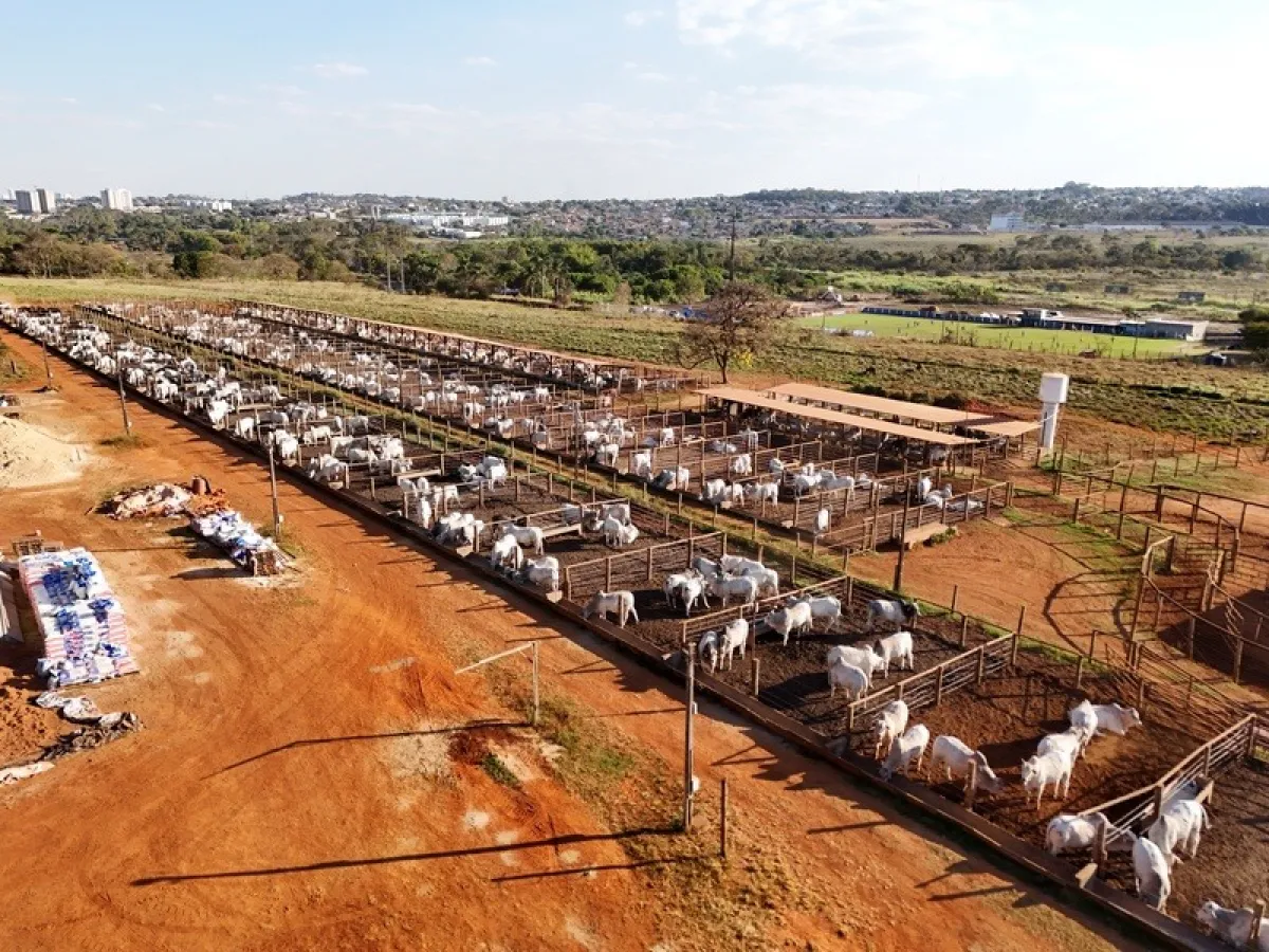DDGS de sorgo puro acelera engorda no confinamento, aponta UFG