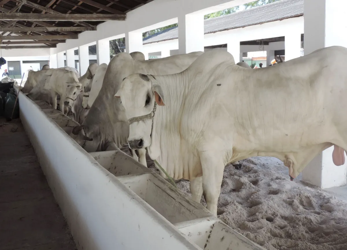 Menos de 1% dos pecuaristas calcula custo da arroba produzida
