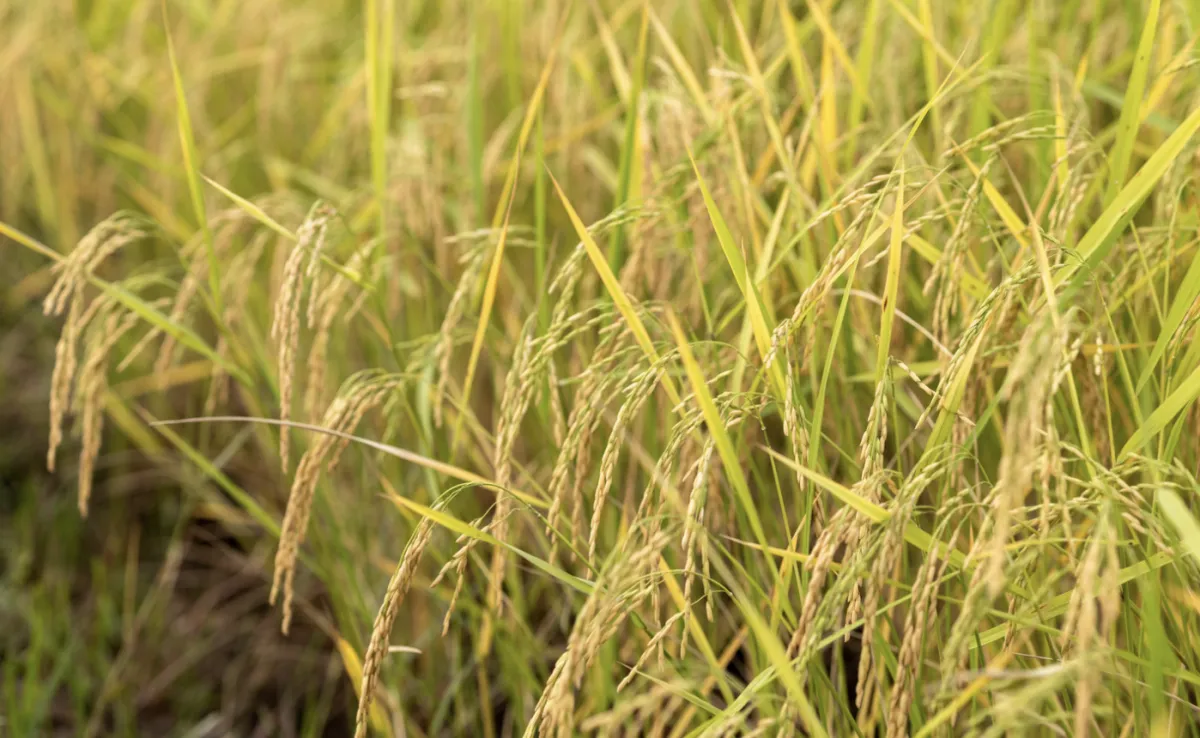 Preço do arroz sobe 22% no Rio Grande do Sul com estoques enxutos