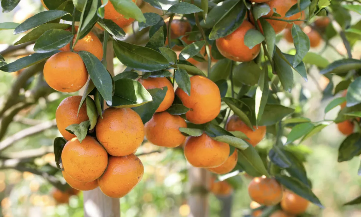 Laranja pera segue em queda enquanto poncã e tahiti sobem em agosto