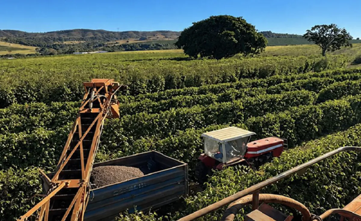 Colheita de café arábica chega a 66% na área da Expocacer em julho