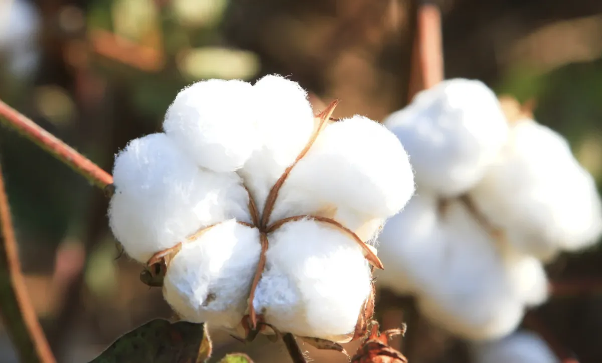 Algodão em pluma sobe no Brasil com suporte externo e oferta firme