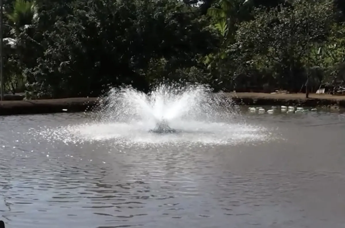 Manejo da água salva produção de peixe pintado em Goiás