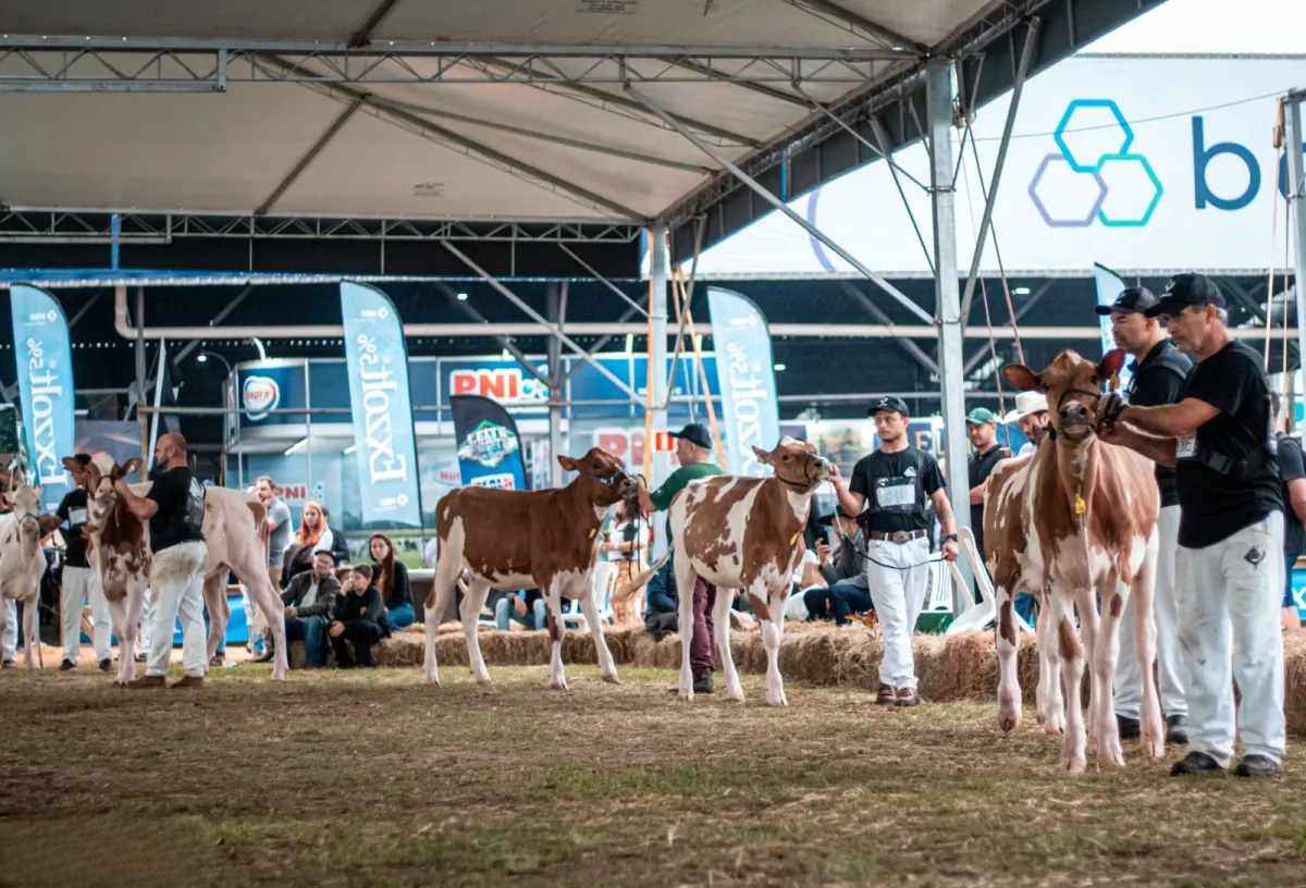 Gado Holandês confirma 181 inscrições para a Expointer 2026