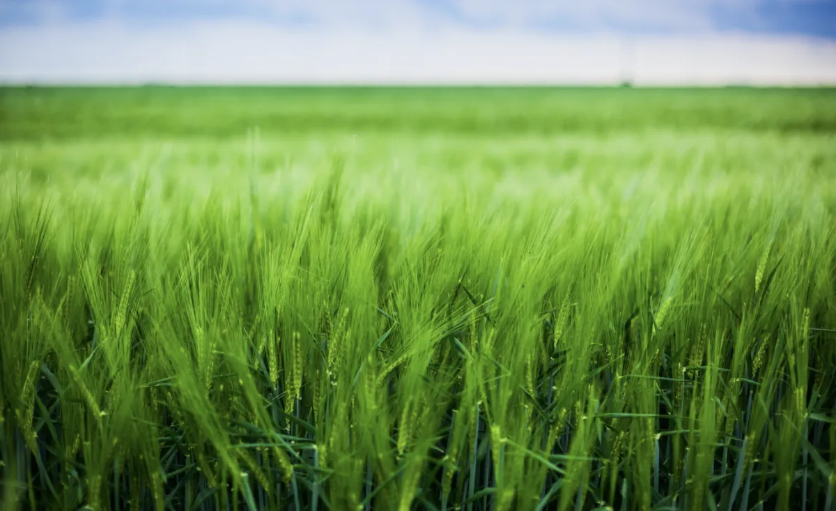 Tempestades e solo saturado ameaçam potencial produtivo do trigo no Sul