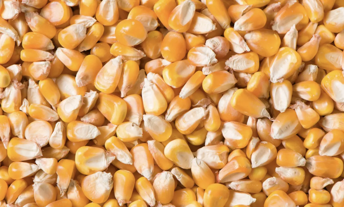 Milho abre a semana em alta em Chicago após corte de produtividade nos EUA