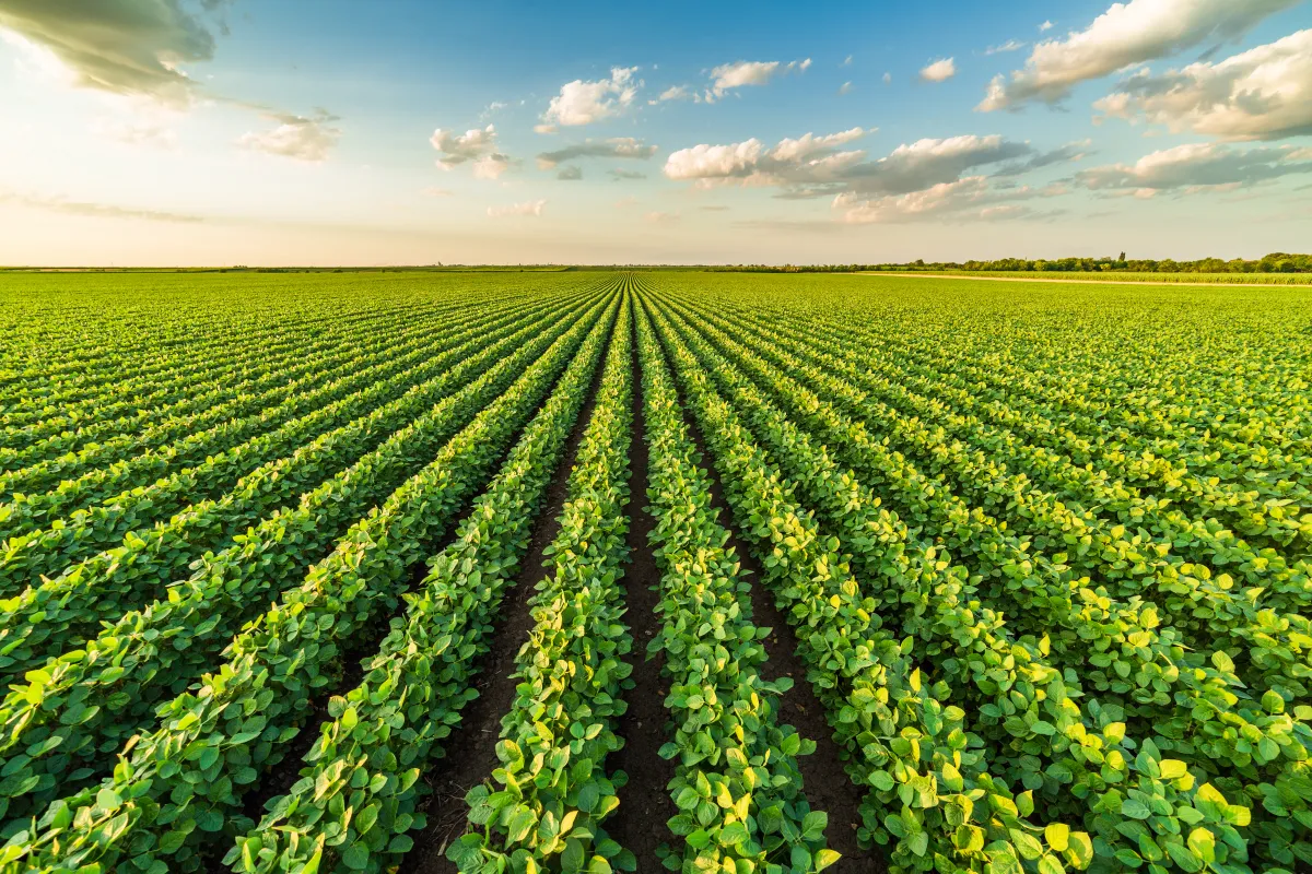 Nematoides causam dano de R$ 16 bi na soja e exigem controle antecipado