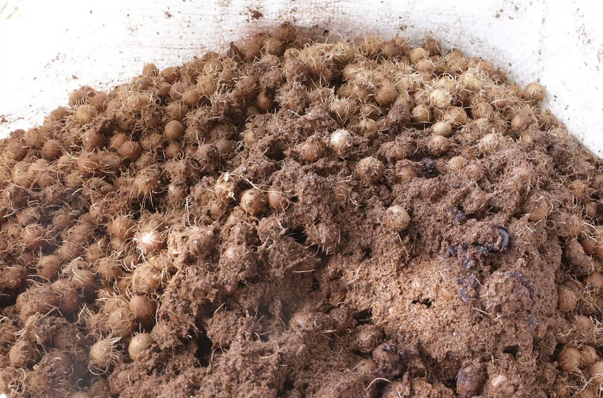 Nanofertilizante de caroço de açaí estimula crescimento de milho e sorgo