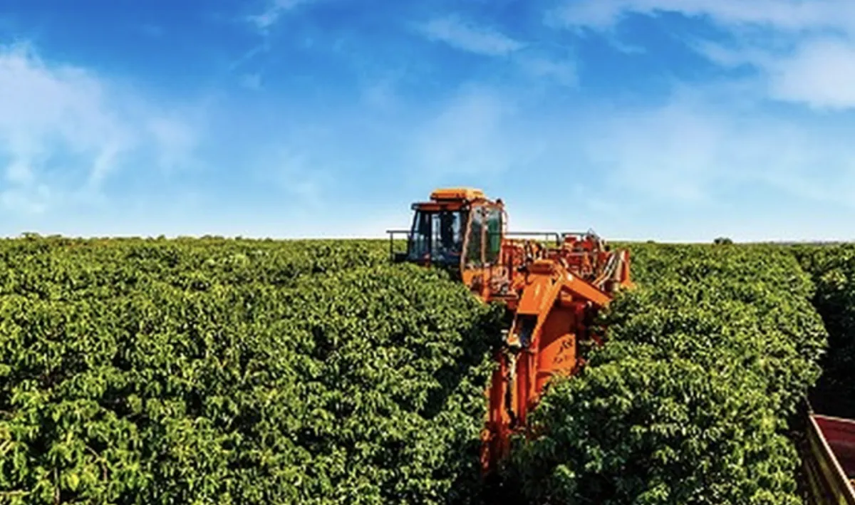 Colheita de café arábica atinge 87% no Cerrado Mineiro