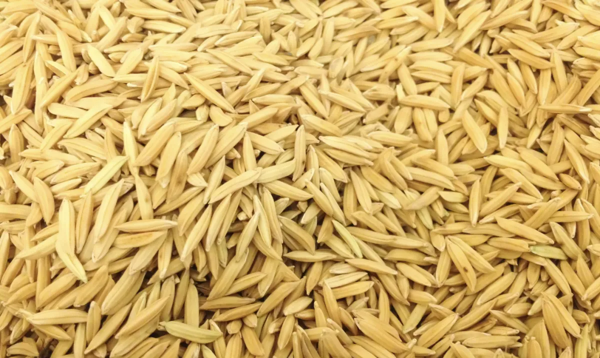 Chuvas e produtor retraído mantêm arroz valorizado no RS