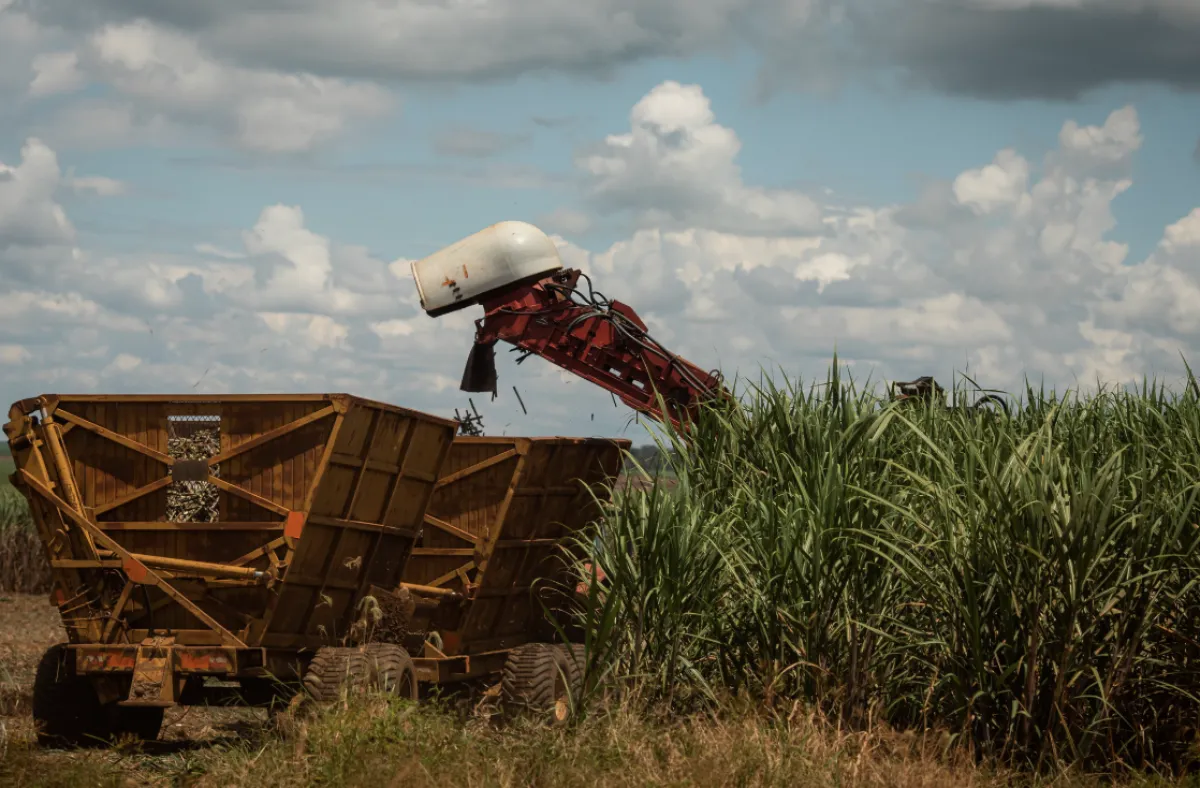 Safra de cana cresce 7% em MG, mas custos pressionam produtor