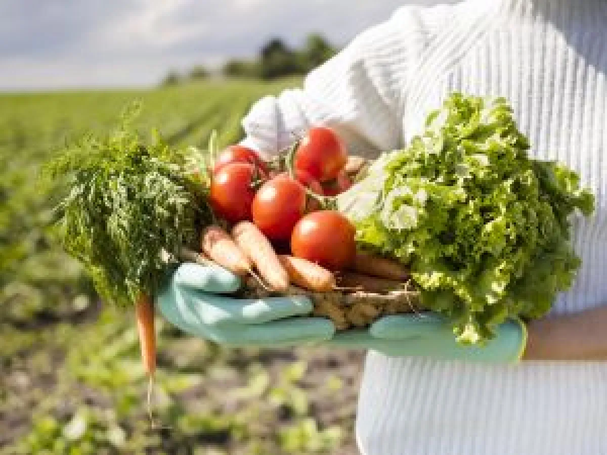 Inflação em Goiânia desacelera com queda de 20% no tomate e batata