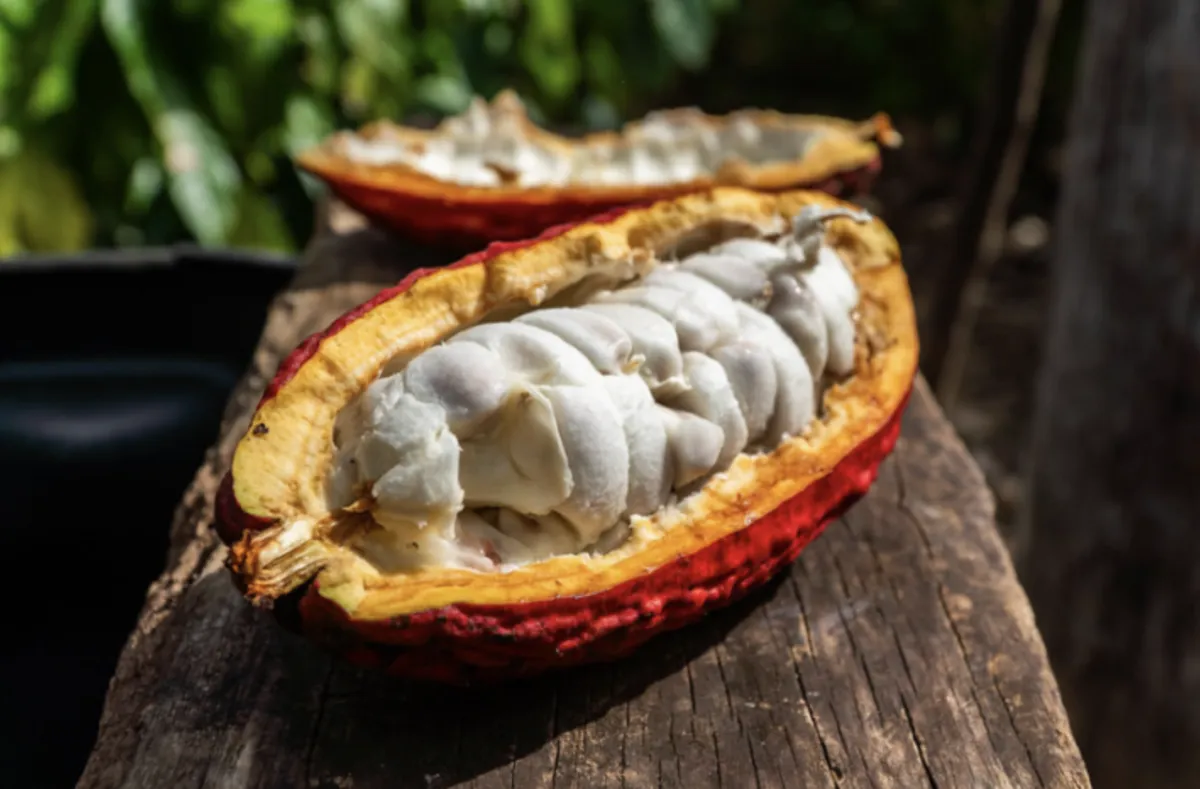 Cacau ganha espaço em MT como alternativa de renda para agricultores