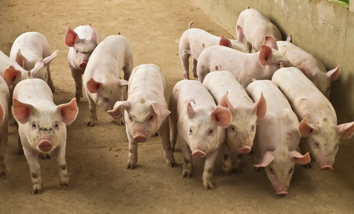 Preços baixos e sobreoferta pressionam mercado de suínos em 2026