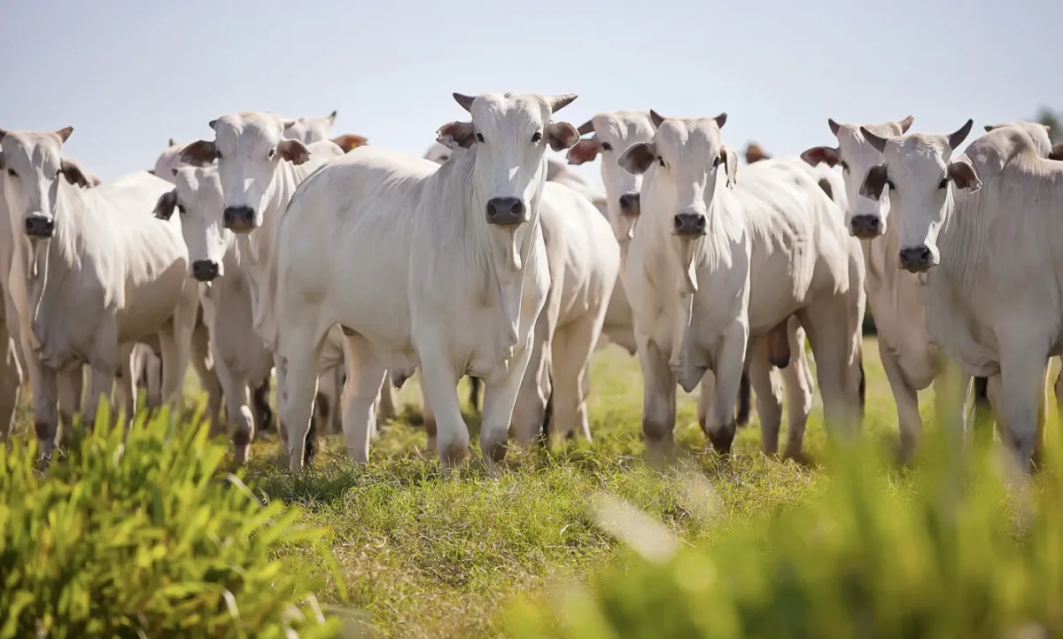 Boi gordo recua após início de mês forte mas carne segue estável